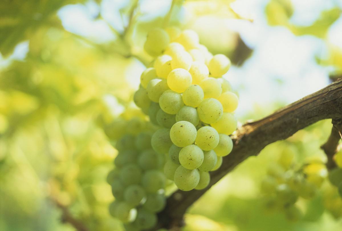 4种低调的德国葡萄酒,德国qba等级的葡萄酒