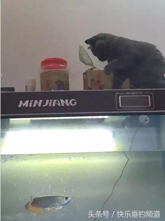 土豪垂钓赛最新消息,郑州土豪垂钓赛事件