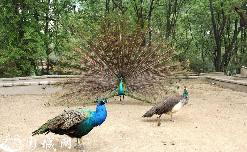 孩子学拉丁舞有什么好处,拉丁舞有什么好处和坏处