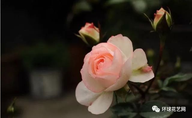 稀有玫瑰花品种大全图片,九种常见玫瑰花品种排名