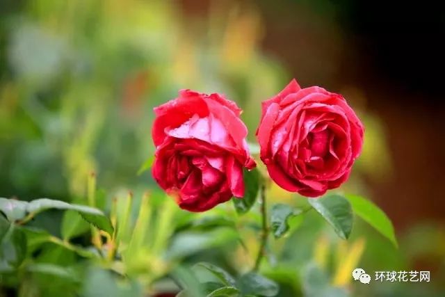 稀有玫瑰花品种大全图片,九种常见玫瑰花品种排名