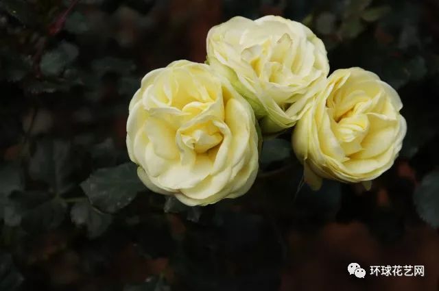 稀有玫瑰花品种大全图片,九种常见玫瑰花品种排名