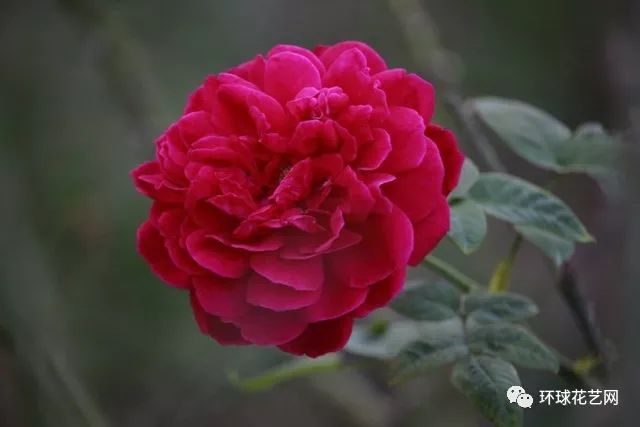 稀有玫瑰花品种大全图片,九种常见玫瑰花品种排名