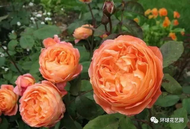 十大最稀有的玫瑰花品种图片,稀有玫瑰花品种大全图片