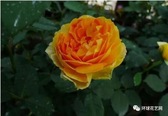 十大最稀有的玫瑰花品种图片,稀有玫瑰花品种大全图片