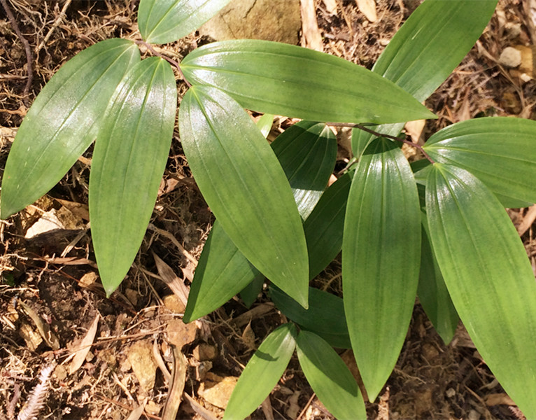黄精起垄种植的间距,种植的九华黄精