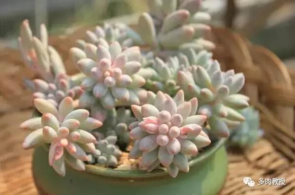 皮实好养的5款多肉,推荐几款多肉好看又好养的