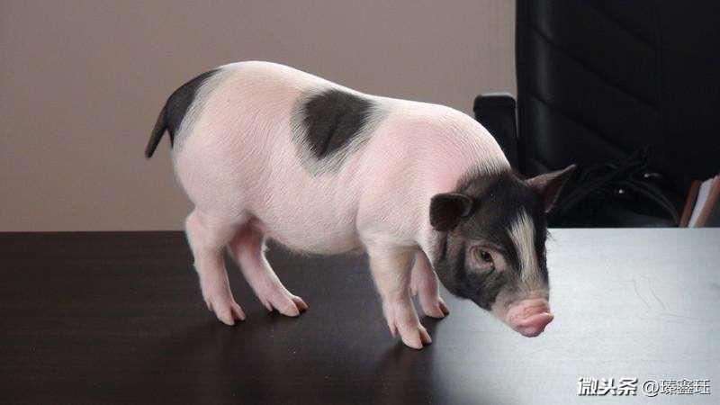 母亲属蛇女儿属猪相克吗,属猪女与属蛇男相克吗