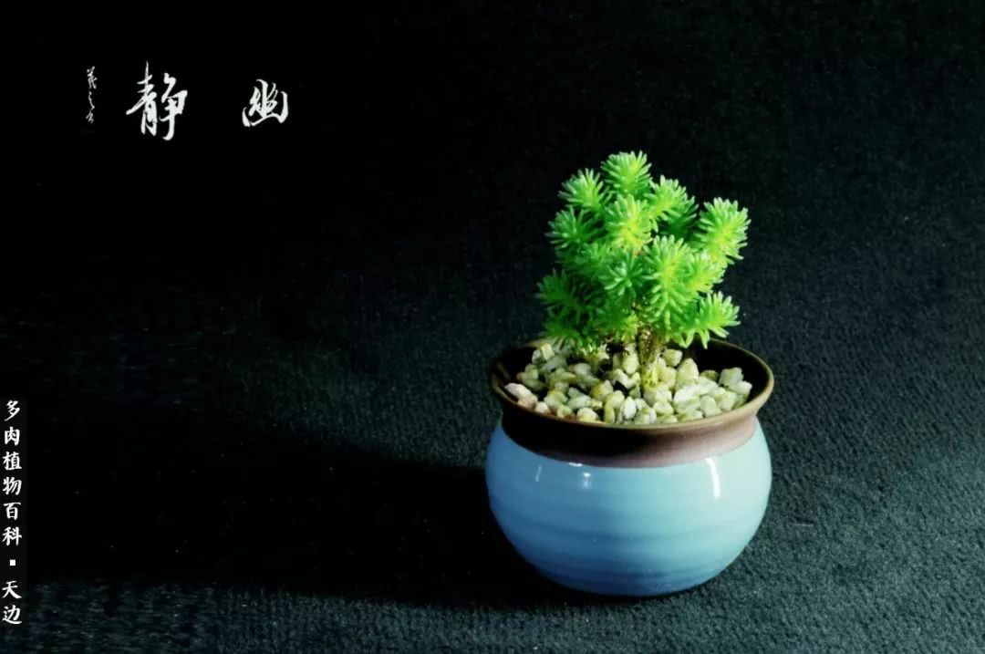 球松——不一样的美！诗一样的完美意境！