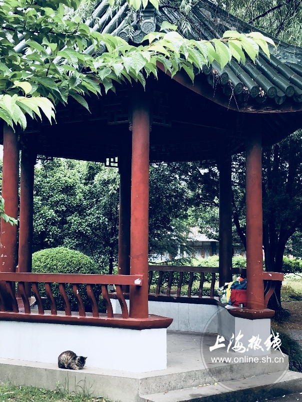 绿树成荫景色宜人清新空气,绿树成荫环境优美空气清新