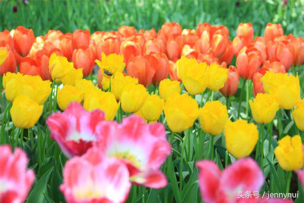 郁金香和风车有什么区别,郁金香和风车哪个好看