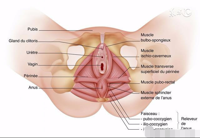 会阴侧切对*生活性**有影响吗？会阴侧切是什么？