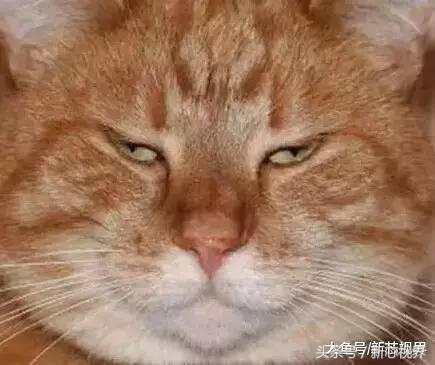 爱踢足球的猫,微笑的猫咪