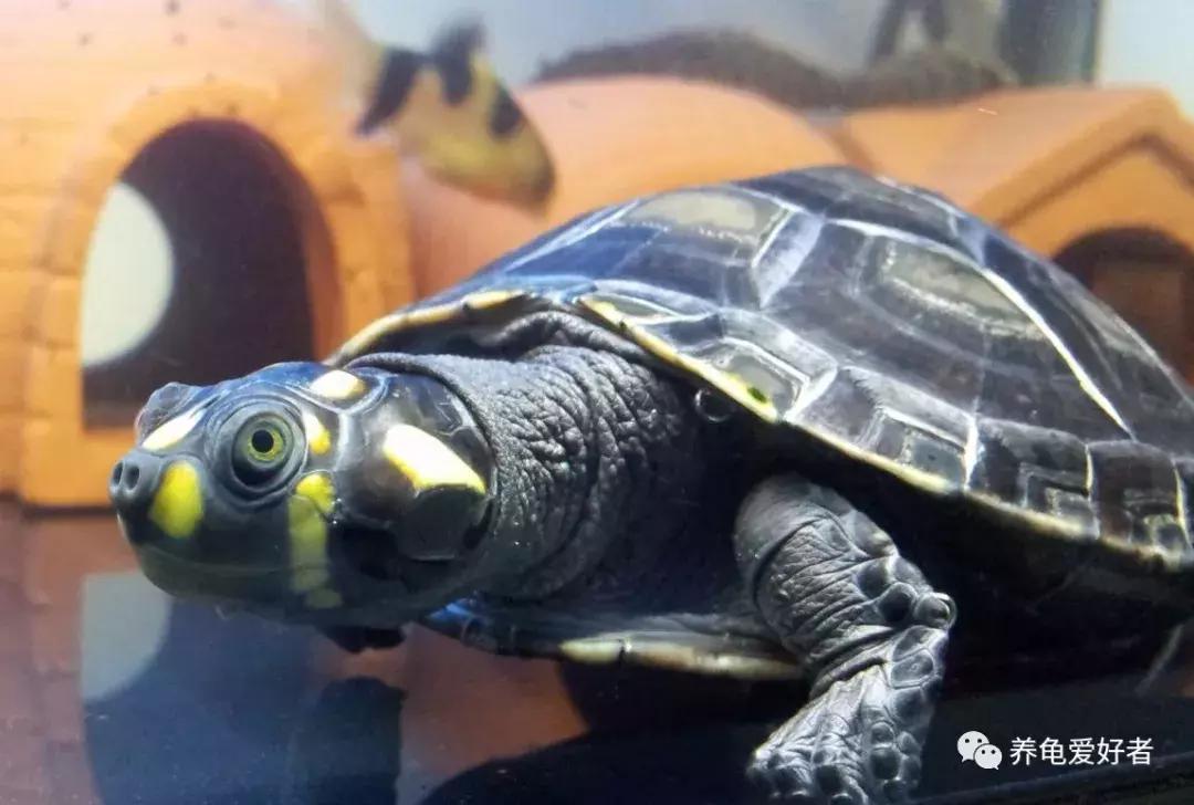 龟最爱吃的十种食物,龟吃哪种龟粮好