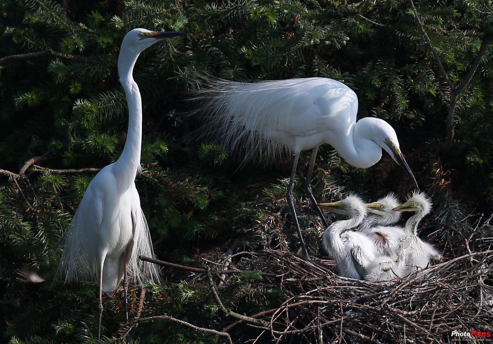 拍鸟如何选择对焦,全方位揭秘拍鸟技巧