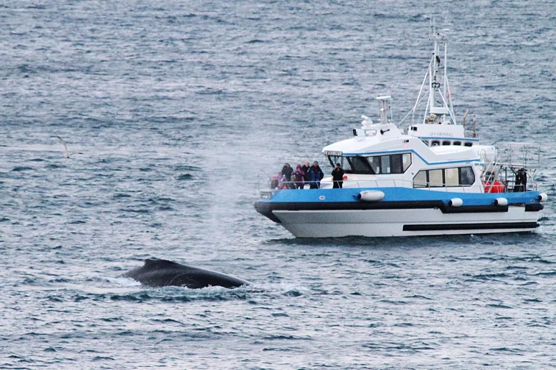 挪威的一个小岛夏天,挪威最美渔村北极圈里的秘境岛屿