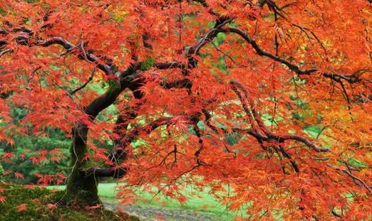 世界最奇葩吉尼斯纪录大全,世界最奇怪的吉尼斯纪录保持者