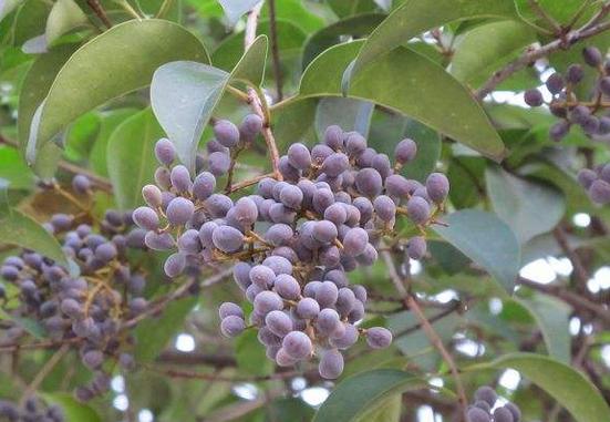 十大最经典的补肾中药,十大最好的补肾中药