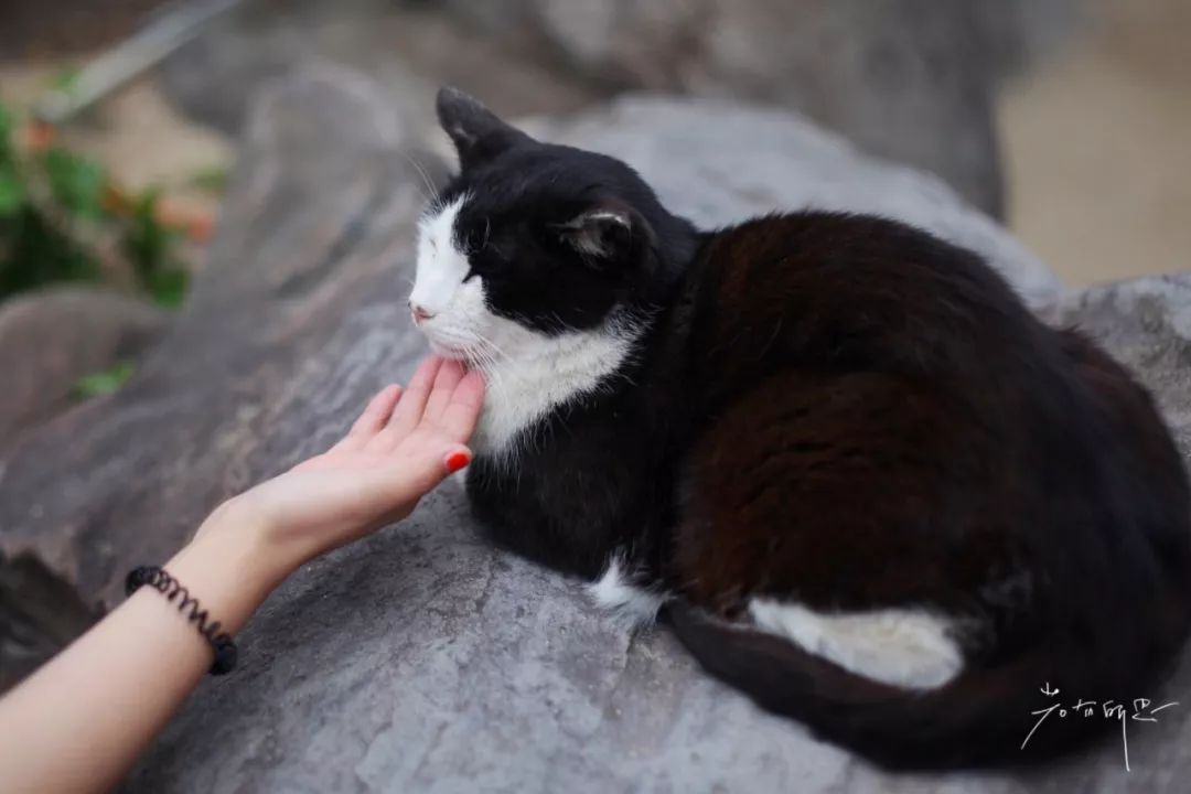 日本的这个地方，很少有中国游客，超级文艺治愈系！