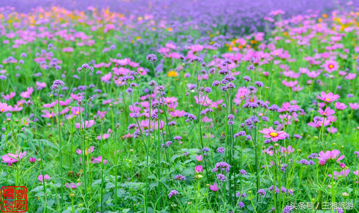 航拍九峰花海,航拍绝美花海五分钟
