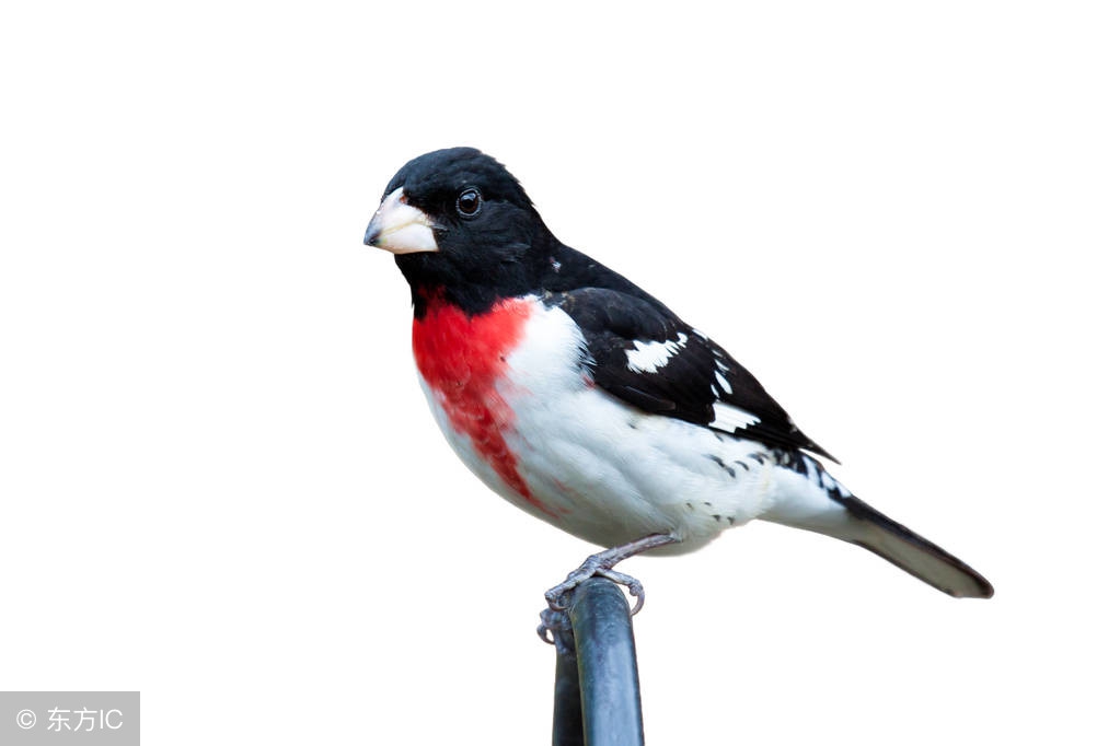 民间故事黄大仙报恩帮老太太复明,民间故事东北黄大仙报恩