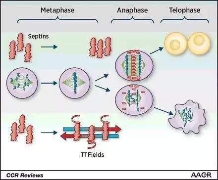 asco癌症最新研究报告,asco肿瘤诊治进展报告