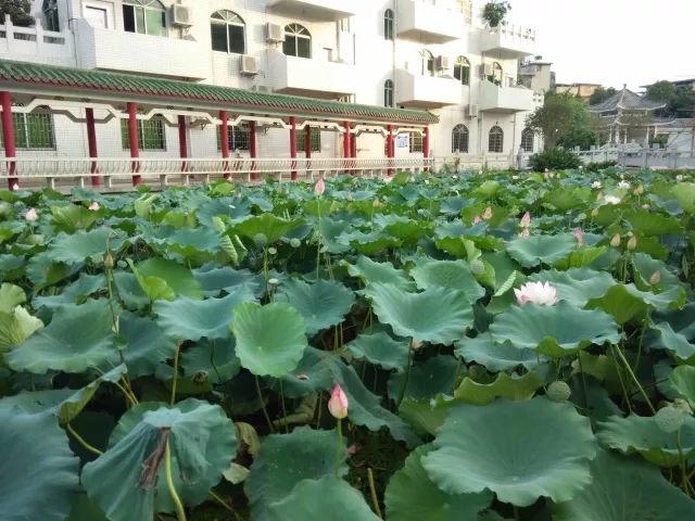 佛山市张槎莲塘村,佛山张槎莲塘整村改造