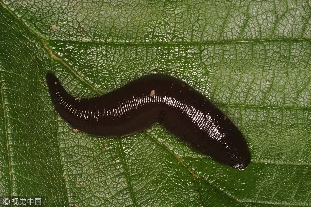 古人说别来无恙该怎么回,古人回复别来无恙