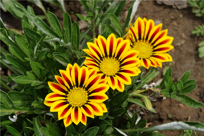 小黑卡lte卡变4g最新教程,索尼黑卡rx100vi使用教程