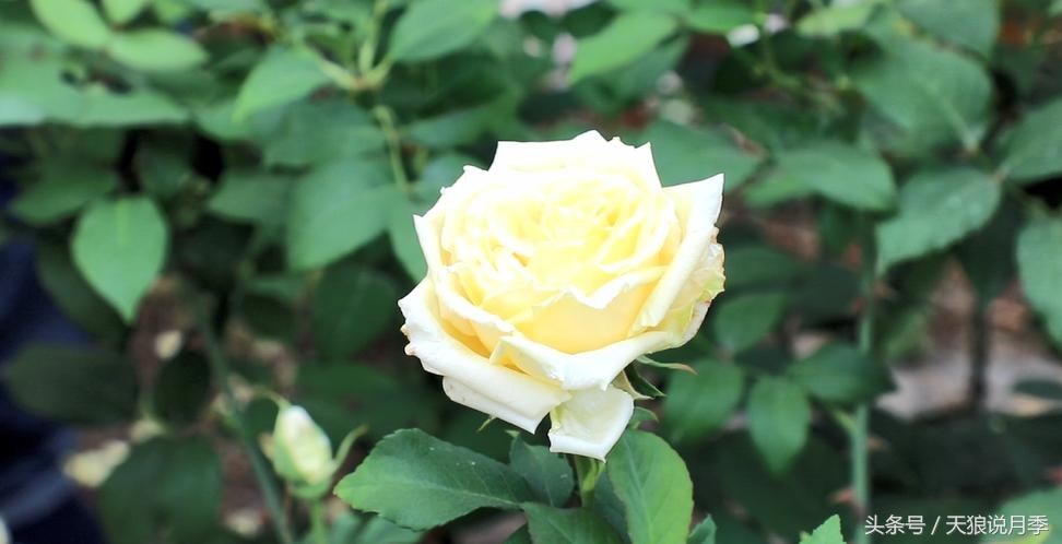 有哪些中国古老月季原生品种,中国四大古典月季