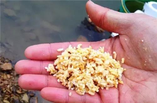 夏天钓鱼最佳方法,垂钓怎样能让鱼开口