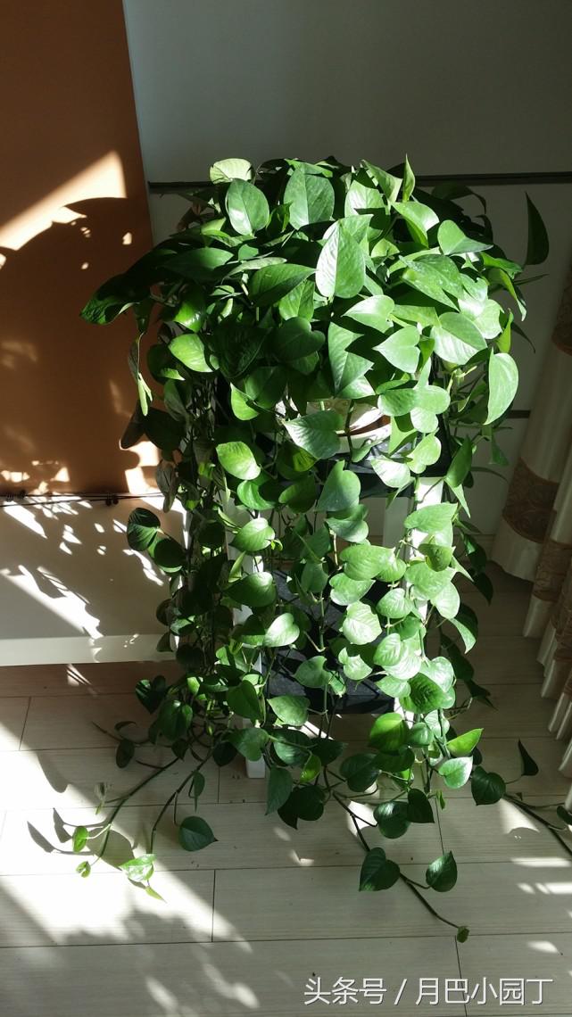 水培绿萝一周的生长情况日志,水培绿萝疯长的秘诀