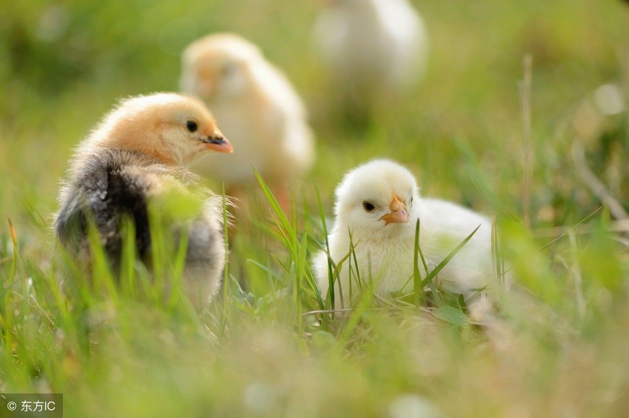 2018年生肖鸡整体运势及运程,属相鸡的今年财运如何