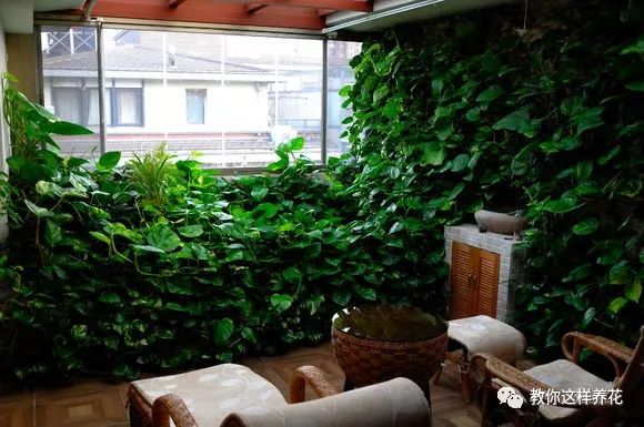 绿萝怎么养爆盆浇茶叶水,绿萝移盆水养的正确方法