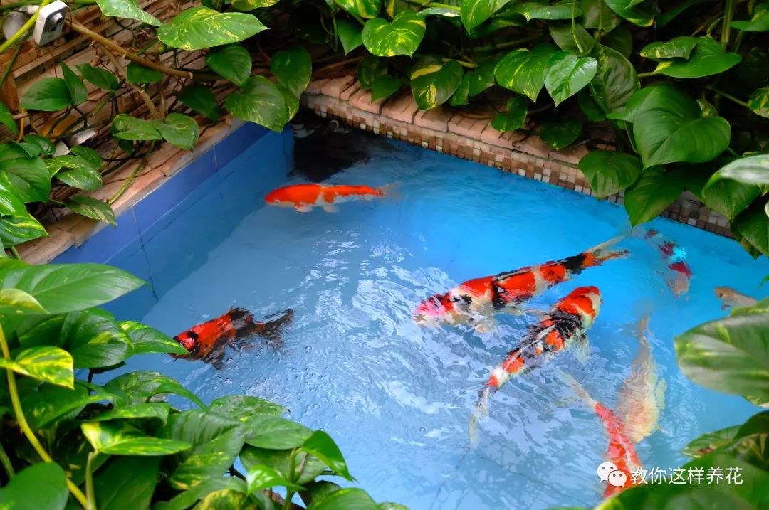 绿萝怎么养爆盆浇茶叶水,绿萝移盆水养的正确方法