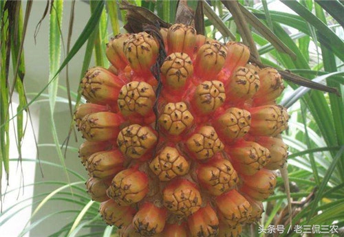 农村路边的它，全身是宝！可很多人根本不晓得，有些人甚至没见过