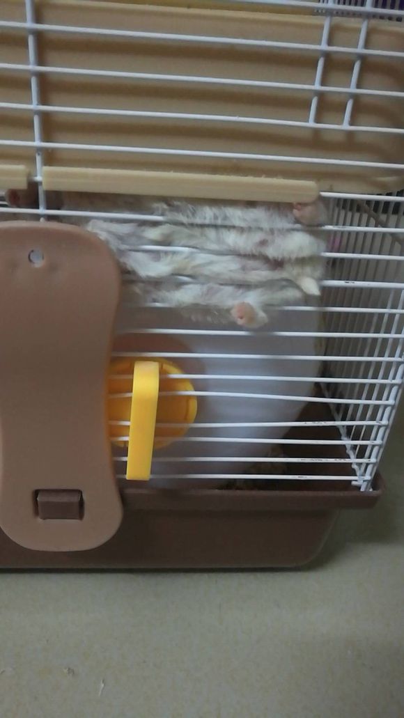 快来看小仓鼠超治愈睡姿,仓鼠日常解锁新睡姿