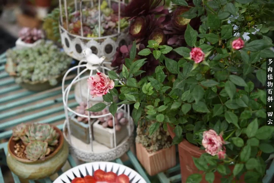 推开多肉世界的门，原来你与美食来自同一国度！