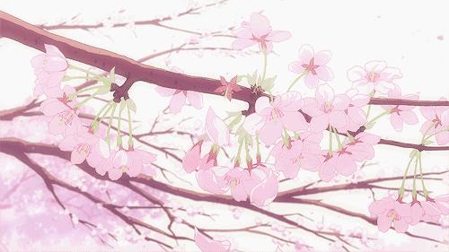 赏樱花的季节赏美人,赏樱的烂漫时节