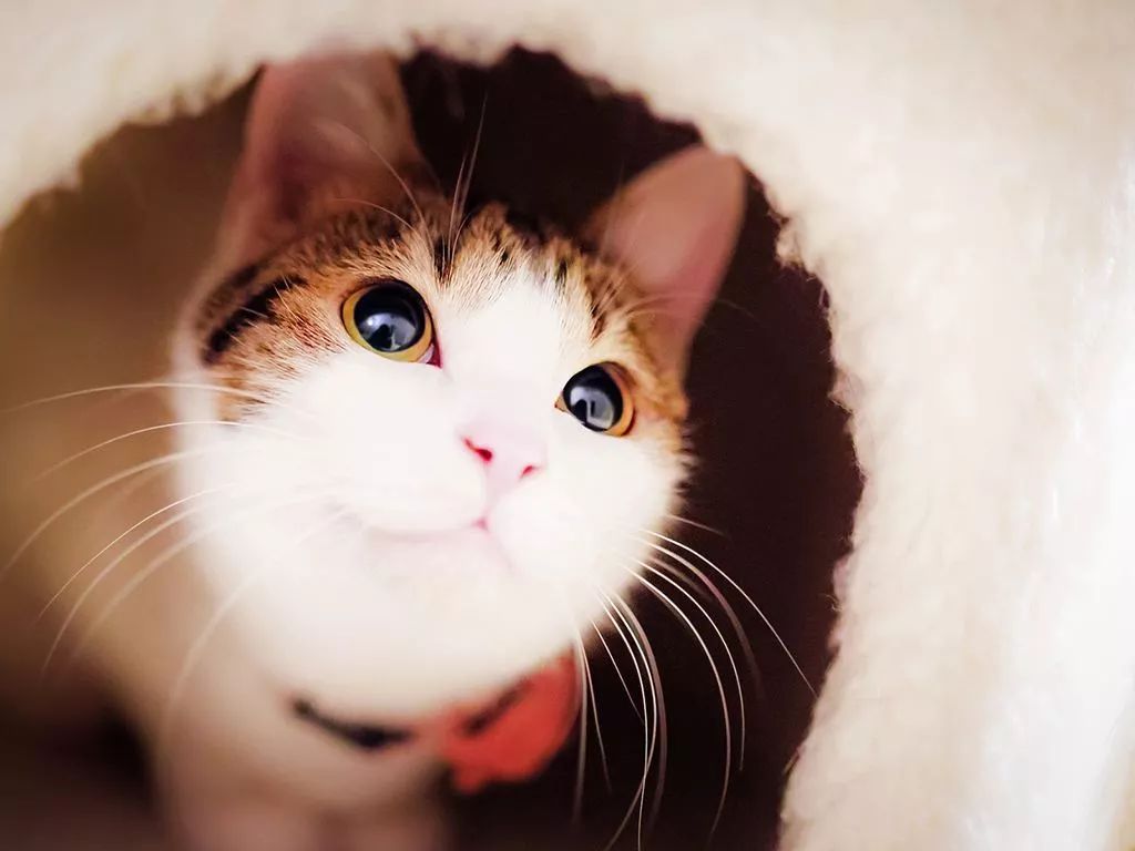 猫咪不停抓挠嘴巴,猫咪经常流眼泪解决方法