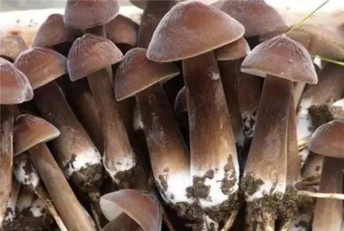 四川山里的各种野菜,四川的野菜根本吃不完你认识几种