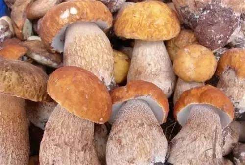 四川山里的各种野菜,四川的野菜根本吃不完你认识几种