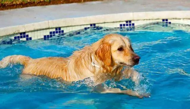 夏天别带狗狗去这些地方有危险,千万不要把宠物放车里