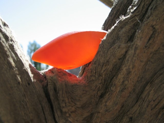 金丝玉宝石光精品图,新疆金丝玉宝石光欣赏