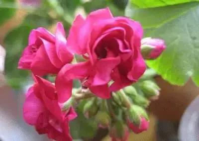 鲜花的100种花语,全部花草的花语