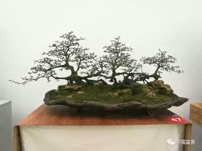 左世新金弹子盆景直播,左世新根艺金弹子