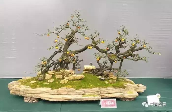 左世新金弹子盆景直播,左世新根艺金弹子