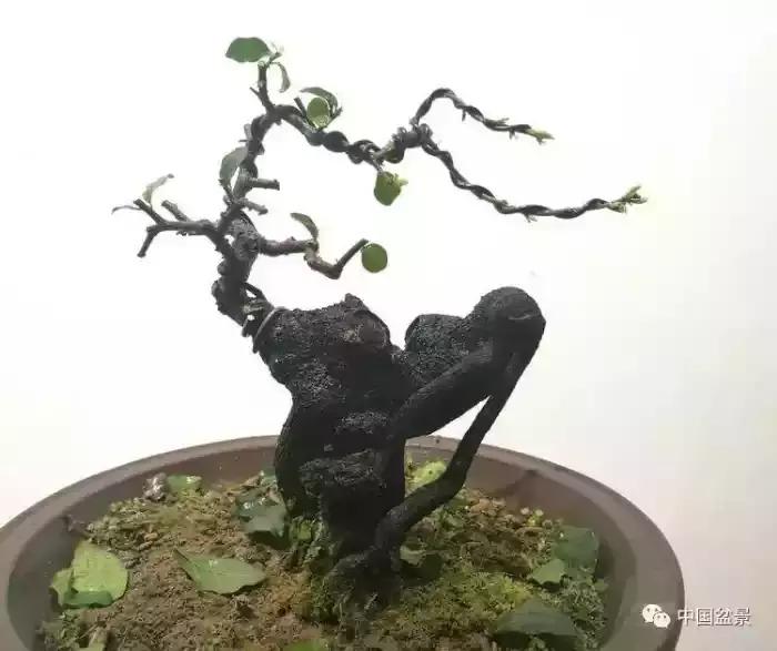 左世新金弹子盆景直播,左世新根艺金弹子