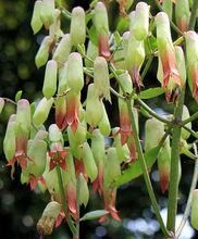 落地生根不死鸟窄叶,落地生根花不死鸟