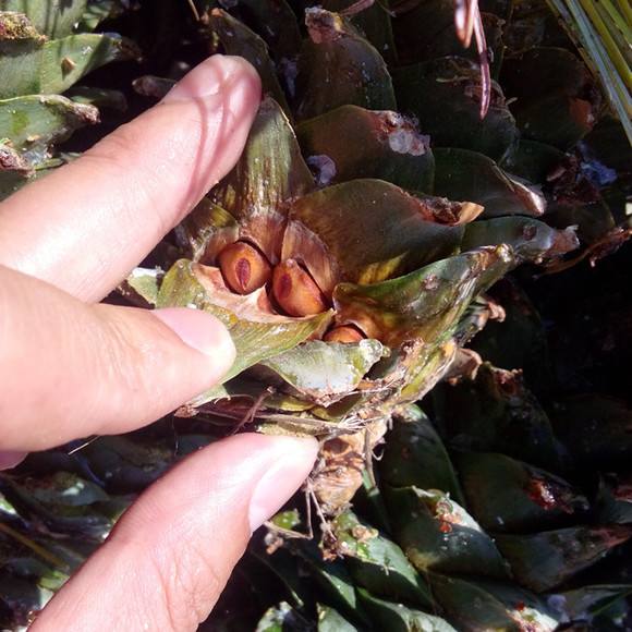 这种果子五十多年才结一次成熟还需要2年农民采摘十分不易！